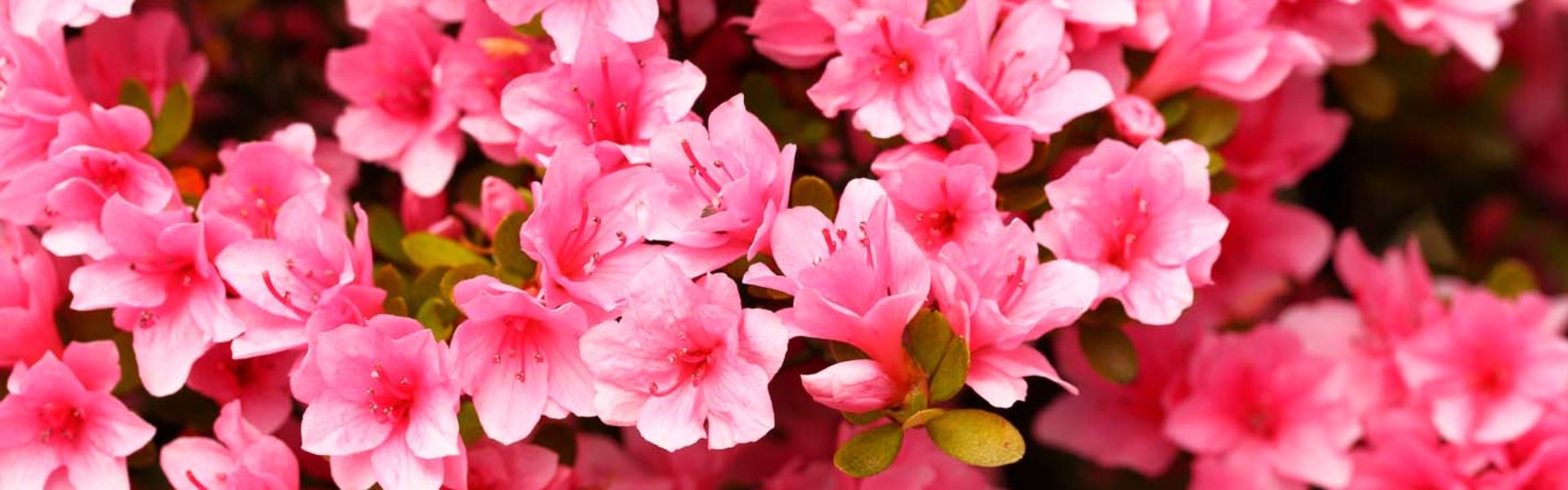 Fiori e natura a La Quana di Domodossola